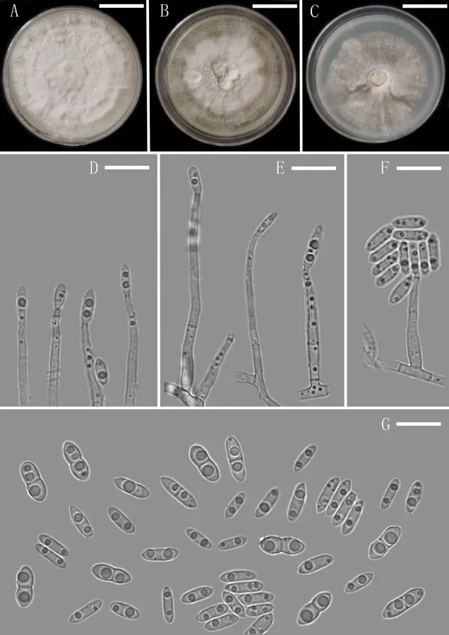 Dokumentasi Plectosphaerella endophytica — Pelat ilmiah