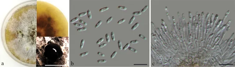Dokumentasi Diaporthe xunwuensis — Pelat ilmiah