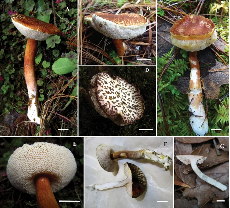 Dokumentasi Hemiaustroboletus vinaceobrunneus — Pelat ilmiah