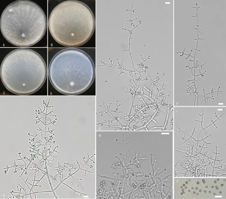 Dokumentasi Trichoderma vadicola — Pelat ilmiah