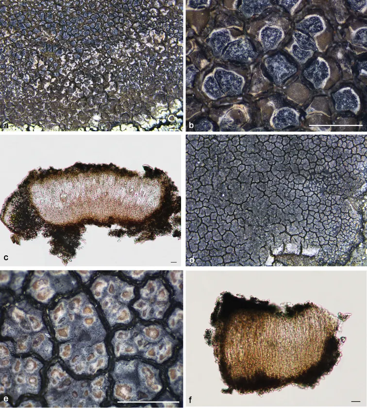 Dokumentasi Immersaria ferruginea — Pelat ilmiah