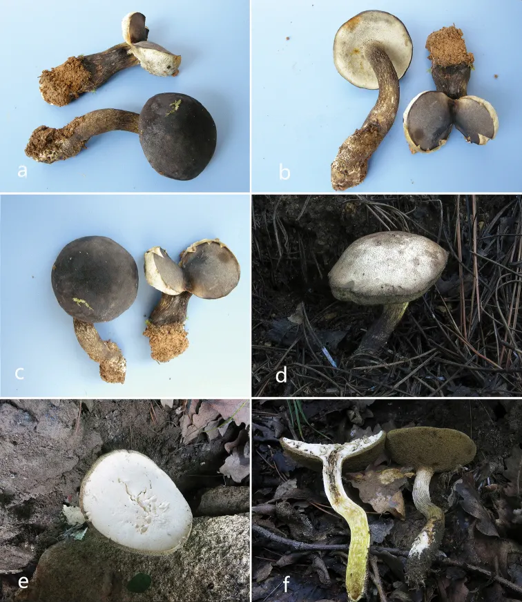 Dokumentasi Retiboletus ater — Pelat ilmiah