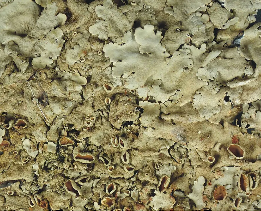 Dokumentasi Parmelinella schimperiana — Fotografi