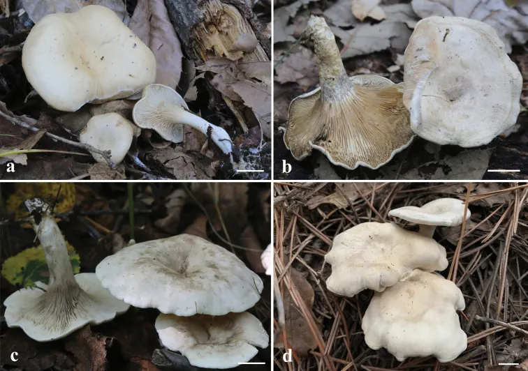 Dokumentasi Clitocella borealichinensis — Pelat ilmiah