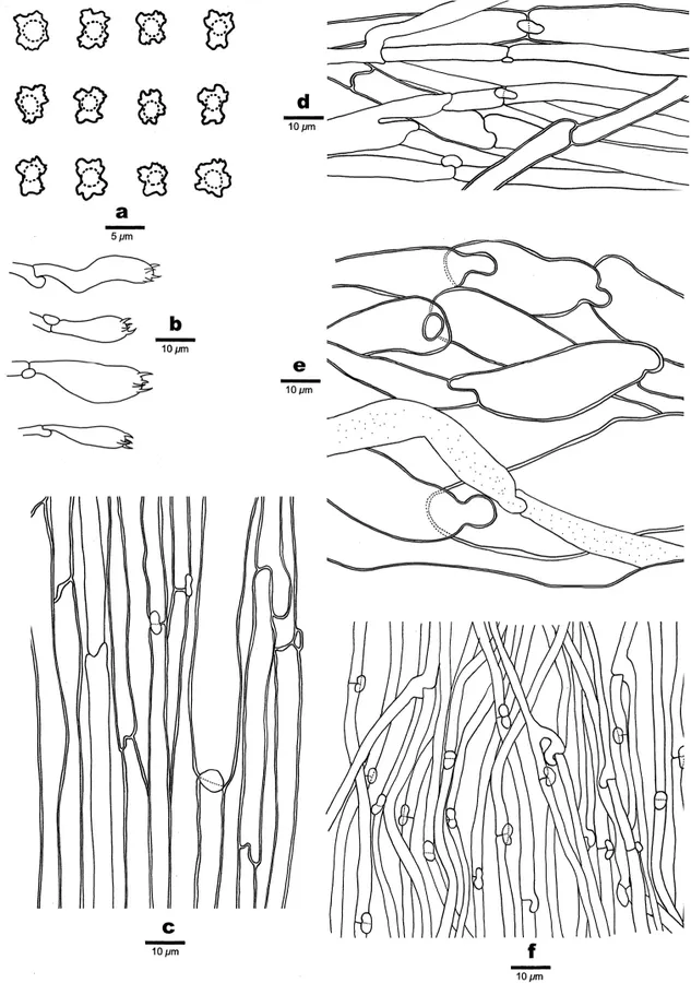 Dokumentasi Boletopsis macrocarpa — Pelat ilmiah