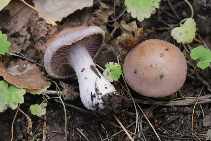 Dokumentasi Thaxterogaster porphyropus — Fotografi