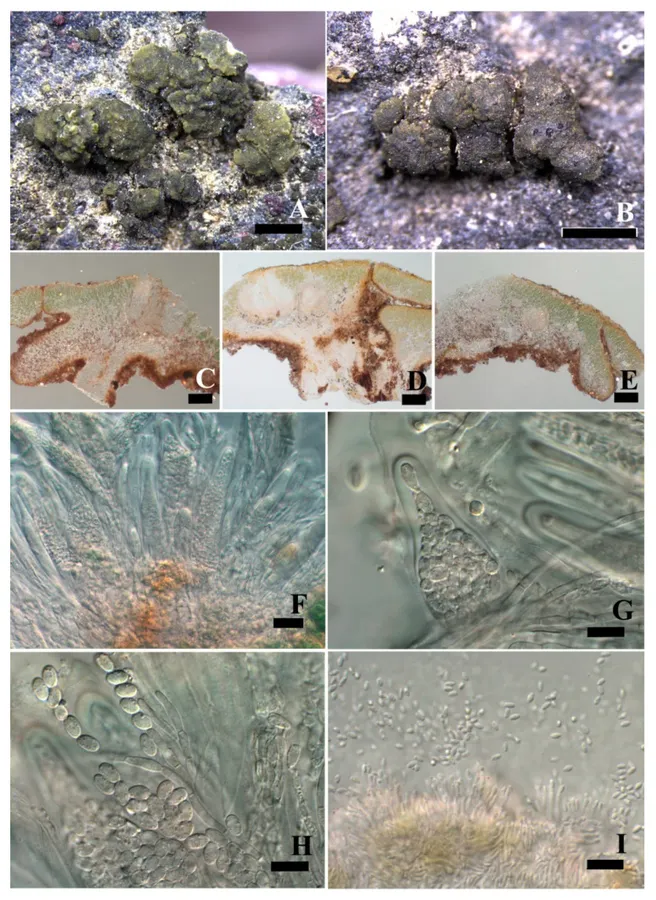 Dokumentasi Peltula lobulata — Pelat ilmiah