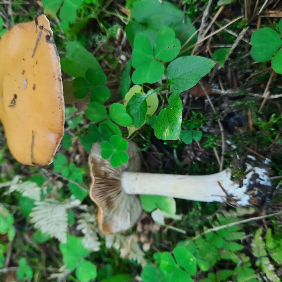 Dokumentasi Thaxterogaster multiformis — Fotografi