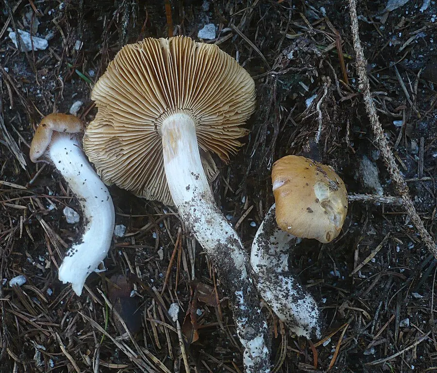 Dokumentasi Thaxterogaster causticus — Fotografi