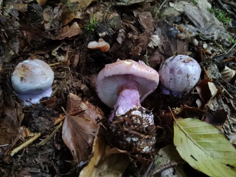 Dokumentasi Calonarius dibaphus — Fotografi