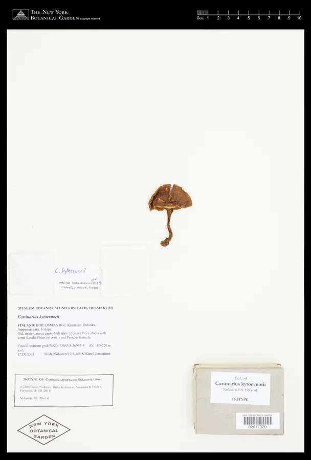 Dokumentasi Cortinarius kytoevuorii — Voucher herbarium