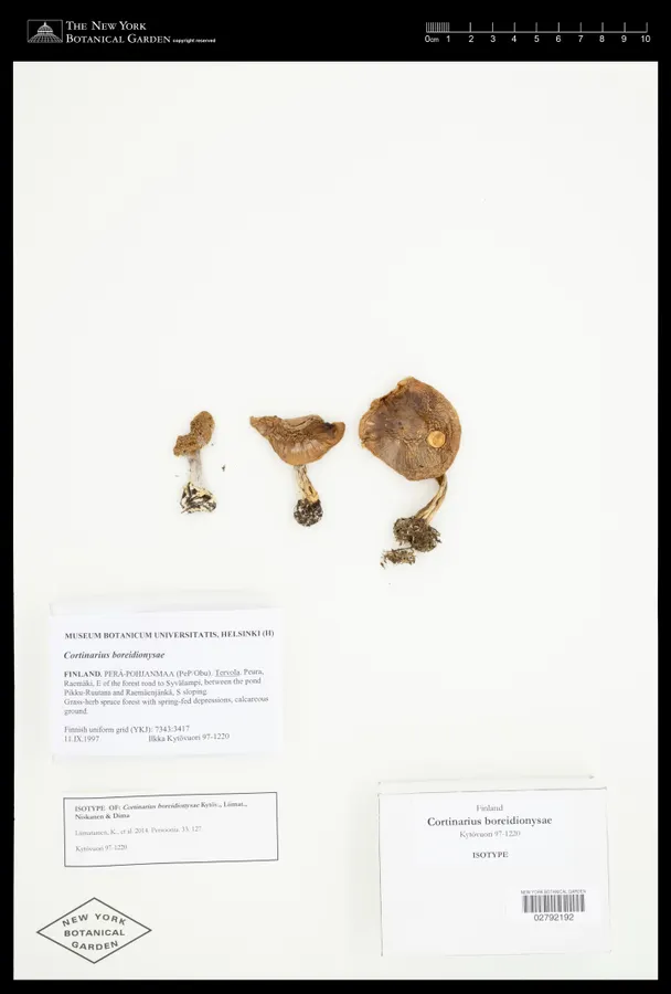Dokumentasi Cortinarius boreidionysae — Voucher herbarium