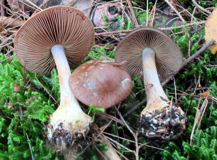 Dokumentasi Thaxterogaster scaurus — Fotografi