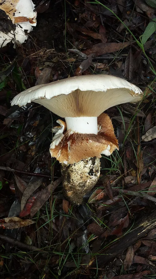 Dokumentasi Austrocortinarius australiensis — Fotografi