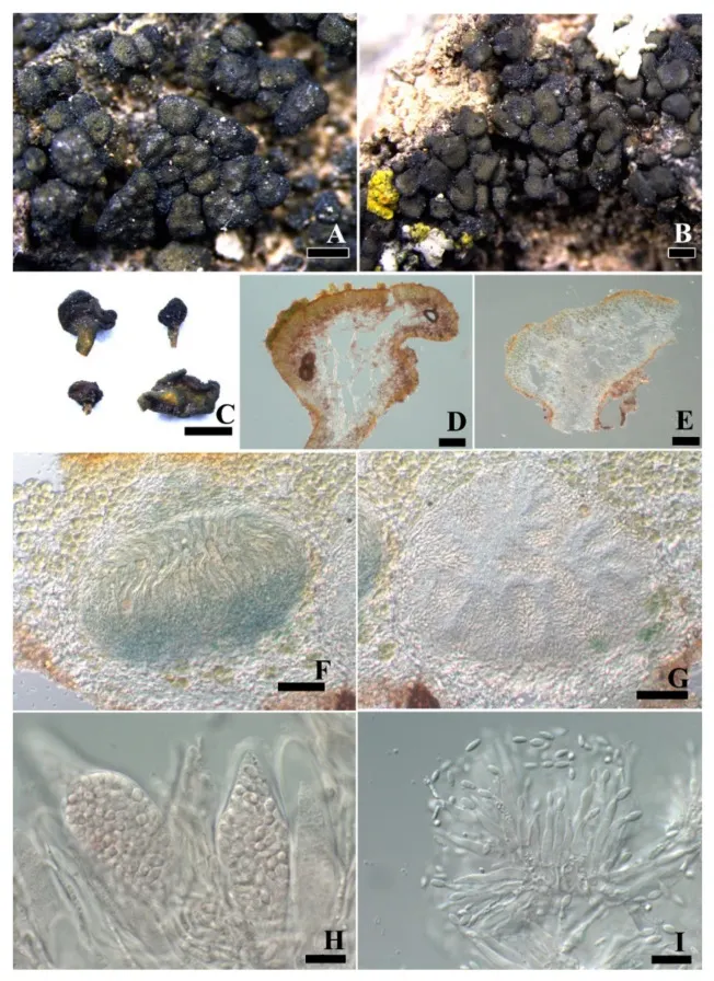 Dokumentasi Peltula pseudoboletiformis — Pelat ilmiah