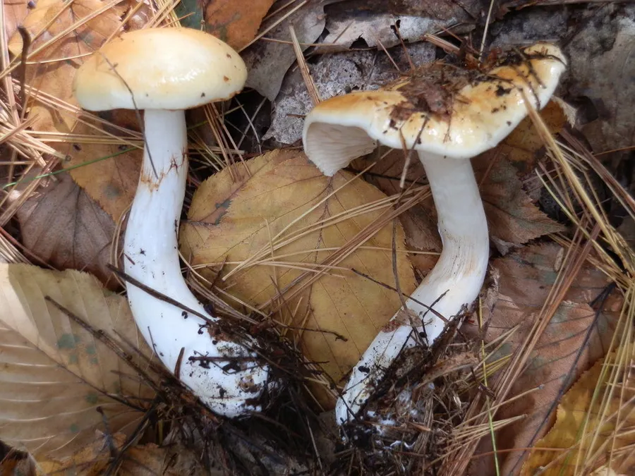 Dokumentasi Thaxterogaster vibratilis — Fotografi