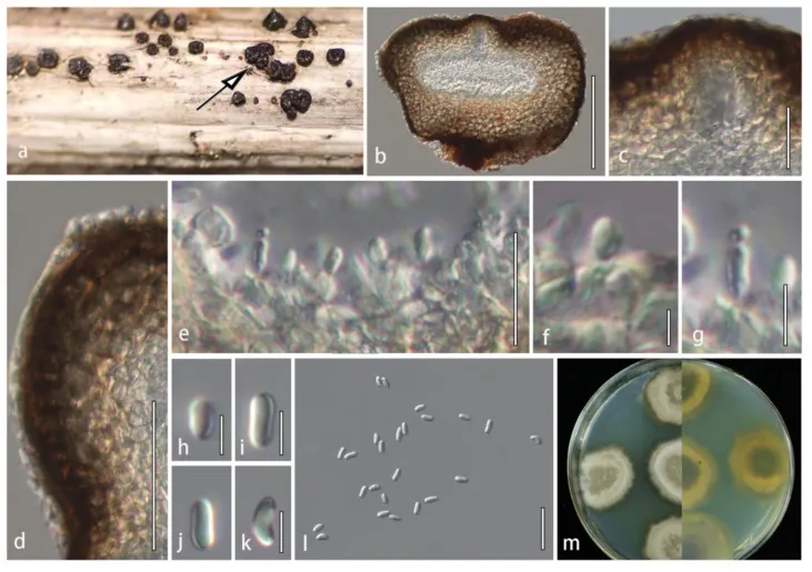 Dokumentasi Plenodomus changchunensis — Pelat ilmiah