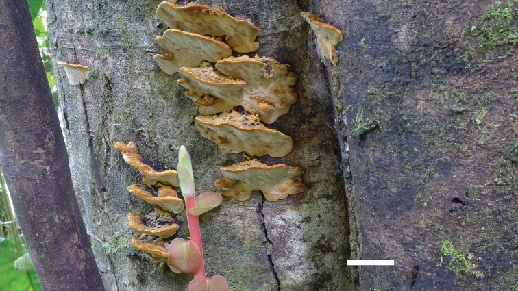 Dokumentasi Phylloporia crystallina — Pelat ilmiah