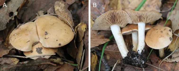 Dokumentasi Hebeloma cohaerens — Pelat ilmiah