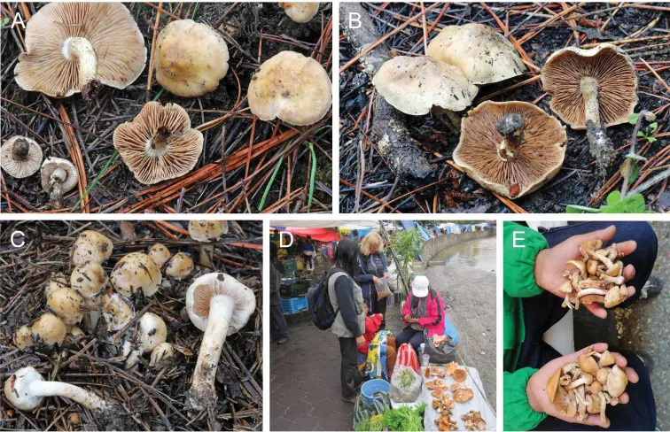 Dokumentasi Hebeloma ambustiterranum — Pelat ilmiah