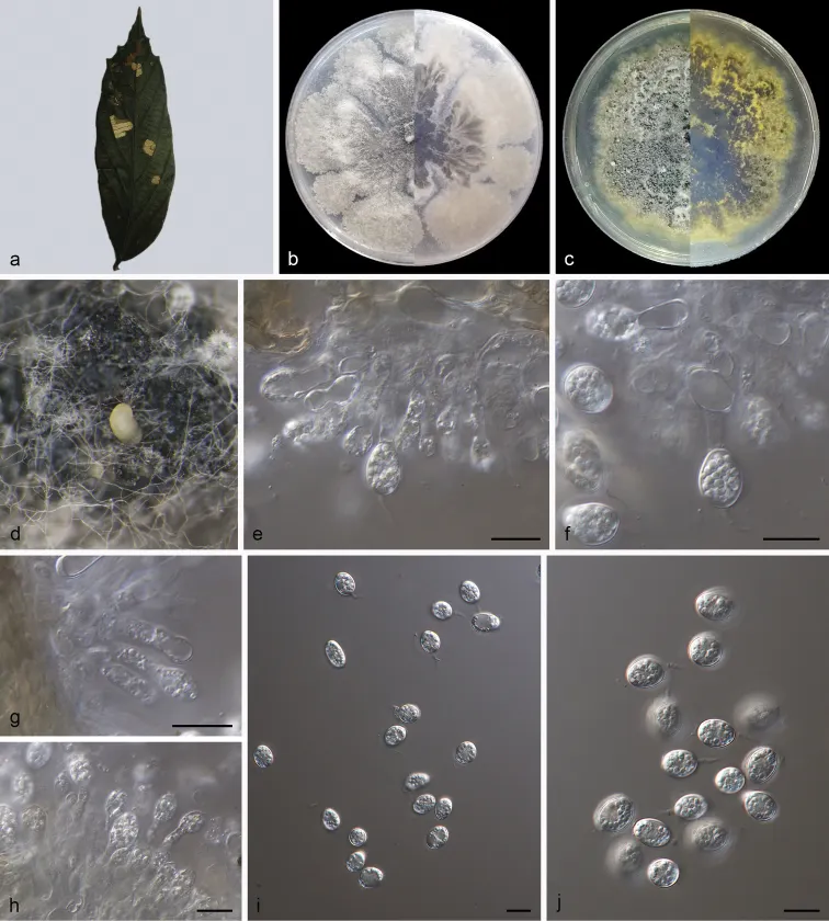 Dokumentasi Phyllosticta pterospermi — Pelat ilmiah