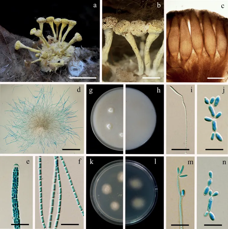 Dokumentasi Polystromomyces araneae — Pelat ilmiah