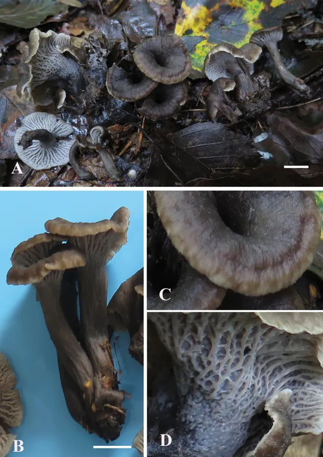 Dokumentasi Craterellus striatus — Pelat ilmiah