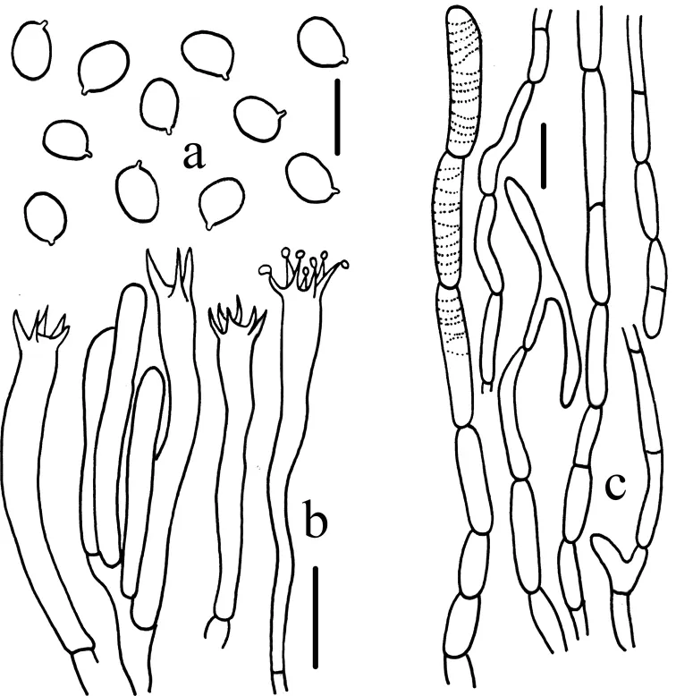 Dokumentasi Craterellus connatus — Pelat ilmiah