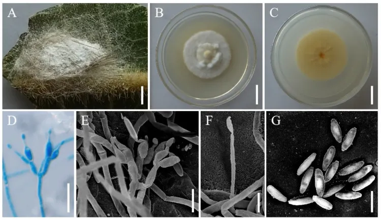Dokumentasi Samsoniella farinospora — Pelat ilmiah