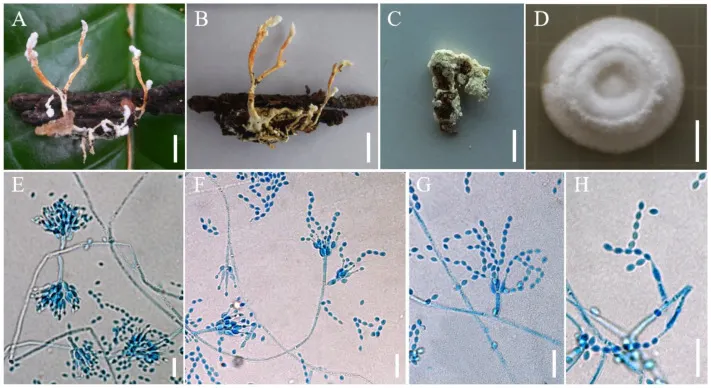 Dokumentasi Samsoniella sinensis — Pelat ilmiah