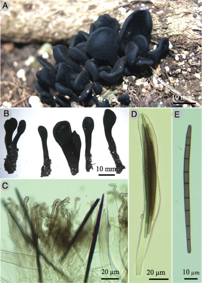 Dokumentasi Trichoglossum caespitosum — Pelat ilmiah