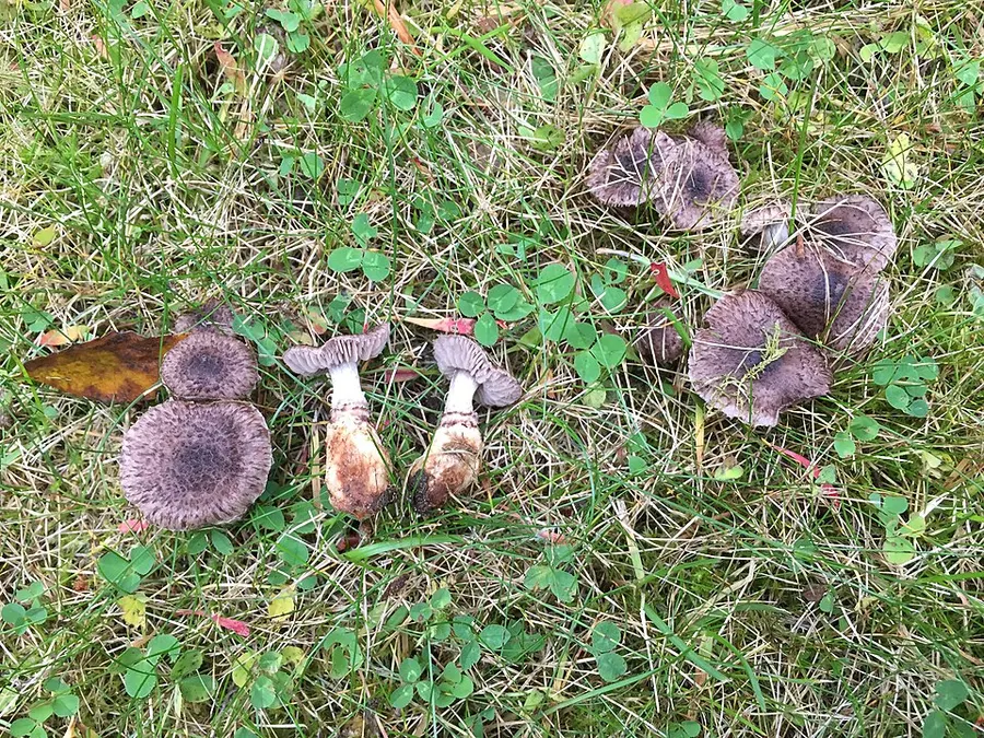 Dokumentasi Dissoderma odoratum — Fotografi