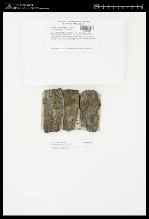 Dokumentasi Chrysothrix bergeri — Voucher herbarium
