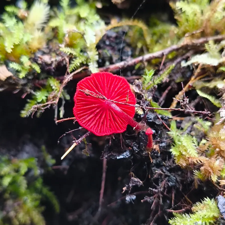Dokumentasi Cortinarius vinicolor — Fotografi