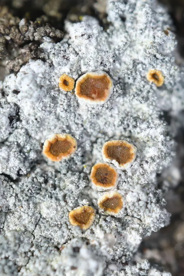 Dokumentasi Kuettlingeria albolutescens — Fotografi