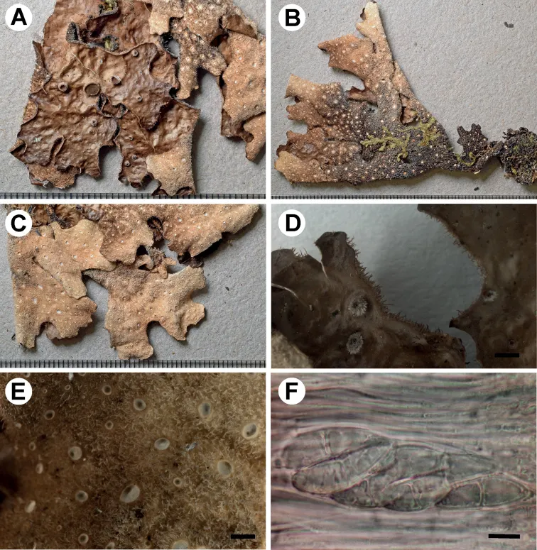 Dokumentasi Sticta bicellulata — Pelat ilmiah