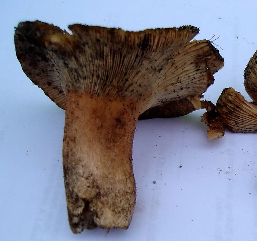 Dokumentasi Lactifluus rupestris — Fotografi
