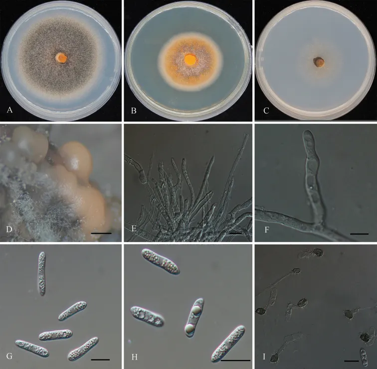 Dokumentasi Colletotrichum quercicola — Pelat ilmiah