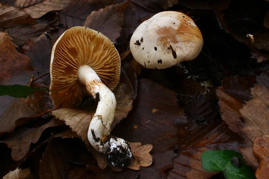 Dokumentasi Cortinarius ochroleucus — Fotografi