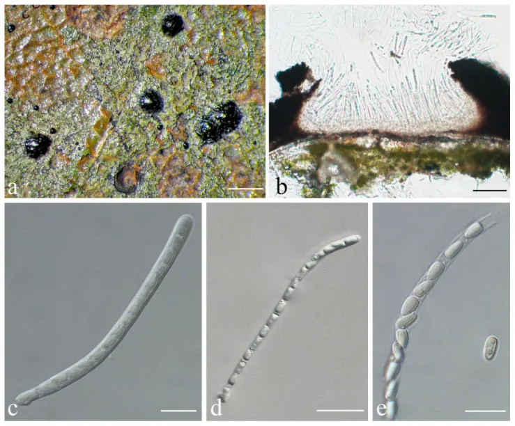 Dokumentasi Strigula pseudosubtilissima — Pelat ilmiah