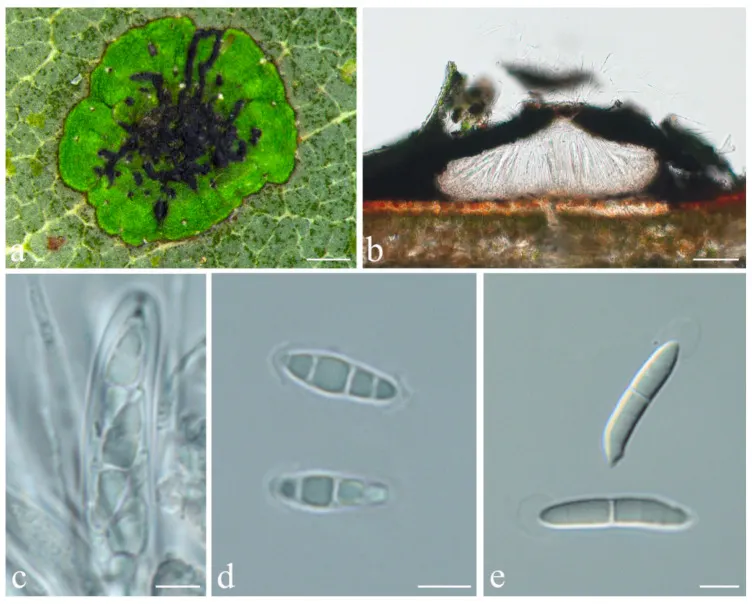 Dokumentasi Strigula pycnoradians — Pelat ilmiah