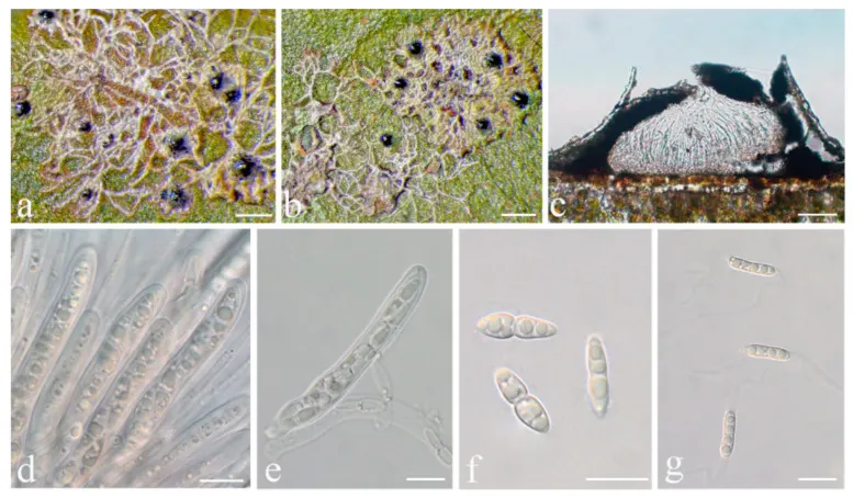 Dokumentasi Strigula stenoloba — Pelat ilmiah