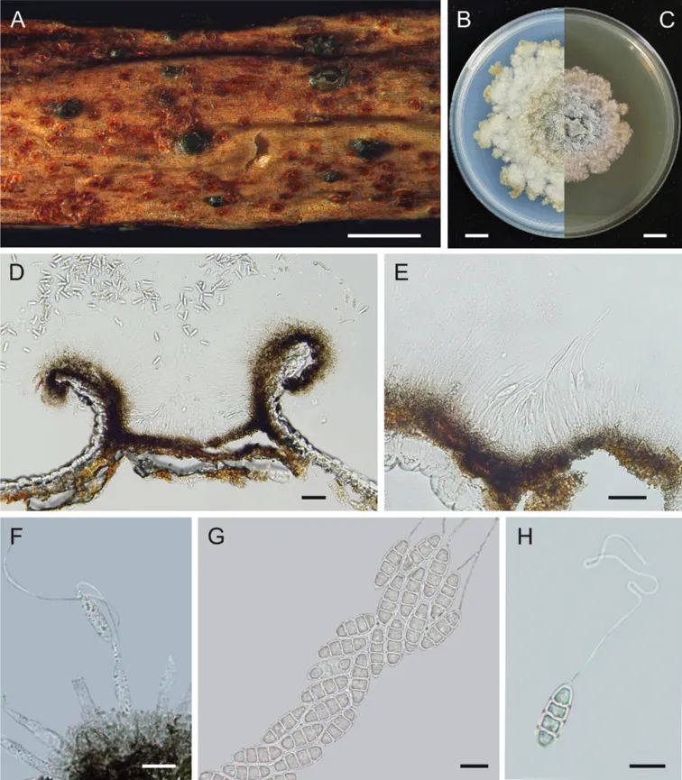Dokumentasi Nagrajomyces laojunshanensis — Pelat ilmiah