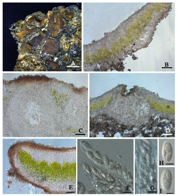 Dokumentasi Clavascidium sinense — Pelat ilmiah