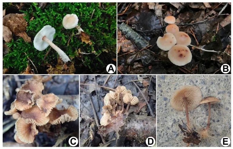Dokumentasi Gymnopus sinopolyphyllus — Pelat ilmiah