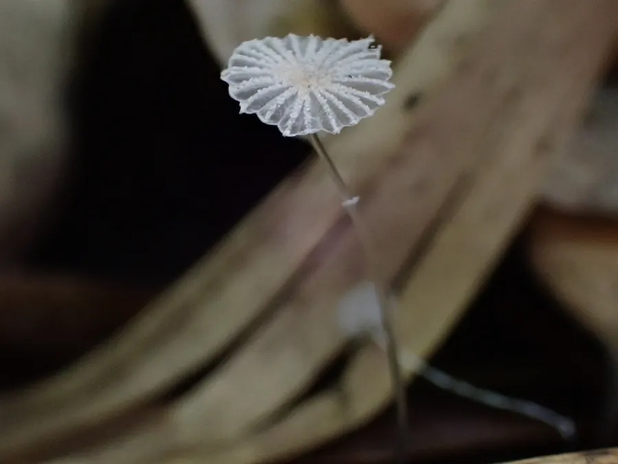 Dokumentasi Narcissea ephemeroides — Fotografi