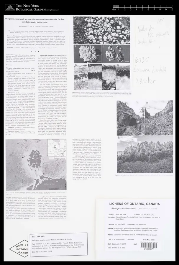 Dokumentasi Rhizoplaca ouimetensis — Voucher herbarium