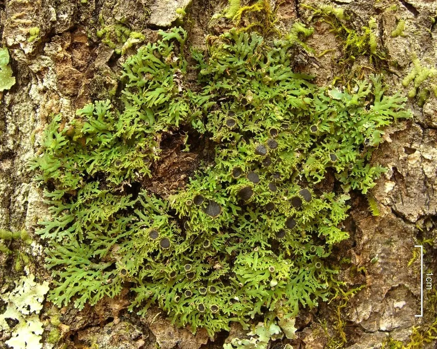 Dokumentasi Anaptychia palmulata — Fotografi