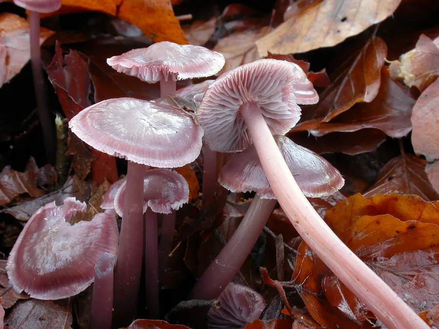 Dokumentasi Mycena diosma — Fotografi