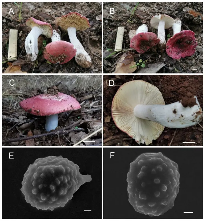 Dokumentasi Russula sinorobusta — Pelat ilmiah